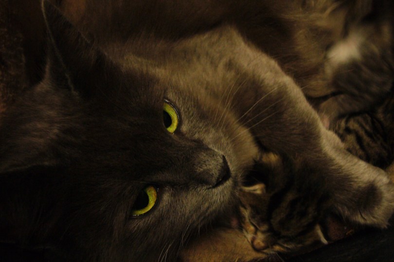 Mutterliebe (Motherlove)