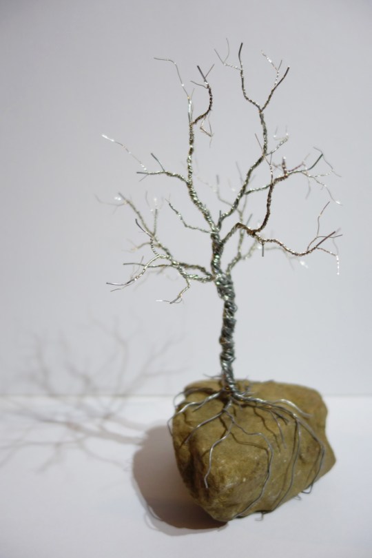 Solanaceous plant II